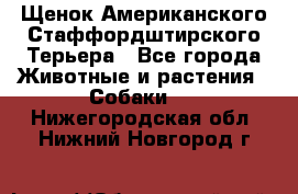 Щенок Американского Стаффордштирского Терьера - Все города Животные и растения » Собаки   . Нижегородская обл.,Нижний Новгород г.